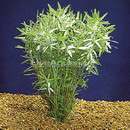 روتالا ایندیکا